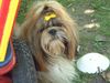 Shih Tzu Foto: Meine Hündin Angel von Melody (ID 3624) Shih Tzu Hund
