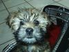 Shih Tzu Foto: shi tzu- yorkie mix Pernot (ID 31788) Shih Tzu Hund