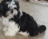 Shih Tzu Hund