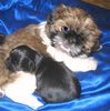 Shih Tzu Foto: Padma Li En ( 9 Wochen ) & Mäxchen, (ID 32417) Shih Tzu Hund