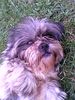 Shih Tzu Foto: Medi (ID 30859) Shih Tzu Hund