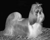 Shih Tzu Foto: Maja sehr eitel (ID 21388) Shih Tzu Hund