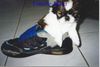 Shih Tzu Foto: Mandy mit 8 Wochen im Turnschuh (ID 22688) Shih Tzu Hund