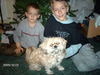 Shih Tzu Foto: Mir wurde gesagt sie ist ein Shih Tzu Mischling würde gern wissen was noch mit drinn steckt (ID 29100) Shih Tzu Hund