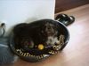 Shih Tzu Foto: mein Ello (ID 21936) Shih Tzu Hund