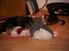 Shih Tzu Foto: Hund und Kater (ID 21937) Shih Tzu Hund