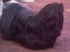 Shih Tzu Foto: Wen suchst Du denn ....??? (ID 34904) Shih Tzu Hund