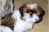 Shih Tzu Foto: Meine kleine Many (ID 22836) Shih Tzu Hund