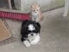 Shih Tzu Foto: Shih Tzu (ID 19171) Shih Tzu Hund