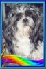 Shih Tzu Foto: ...mal edel in Pose begeben...Monti (ID 27777) Shih Tzu Hund