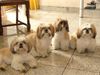 Shih Tzu Foto: im flotten Sommerdress (ID 31331) Shih Tzu Hund