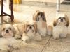 Shih Tzu Foto: 4 flotte Jung's (ID 31309) Shih Tzu Hund
