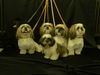 Shih Tzu Foto: Düsseldorfer Jungs (ID 34236) Shih Tzu Hund