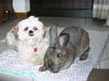 Shih Tzu Foto: Timmy mit Kaninchen (ID 27134) Shih Tzu Hund
