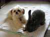 Shih Tzu Foto: Timmy mit Kaninchen (ID 27135) Shih Tzu Hund