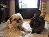 Shih Tzu Foto: Timmy mit Kaninchen (ID 27136) Shih Tzu Hund