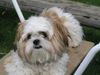 Shih Tzu Foto: Timmy auf der Schaukel (ID 20224) Shih Tzu Hund