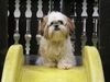 Shih Tzu Foto: unser Timmy (ID 20196) Shih Tzu Hund