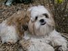 Shih Tzu Foto: Timmy zeigt die Zähne (ID 20223) Shih Tzu Hund