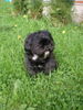 Shih Tzu Foto: Chicco (ID 25641) Shih Tzu Hund