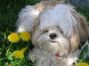Shih Tzu Foto: Timmy im Löwenzahn (ID 33254) Shih Tzu Hund