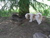 Shih Tzu Foto: Timmy spielt mit dem Kaninchen (ID 33253) Shih Tzu Hund