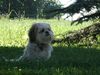 Shih Tzu Foto: Timmy überlegt (ID 22395) Shih Tzu Hund