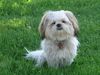 Shih Tzu Foto: Timmy überlegt (ID 22396) Shih Tzu Hund