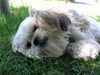 Shih Tzu Foto: Timmy überlegt (ID 22397) Shih Tzu Hund