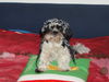 Shih Tzu Foto: Chiara sagt: Bin ich nicht cool? (ID 33423) Shih Tzu Hund