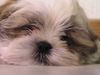 Shih Tzu Foto: Unser kleiner Timmy (ID 20222) Shih Tzu Hund