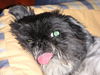 Shih Tzu Foto: teddy (ID 24556) Shih Tzu Hund