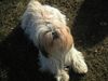 Shih Tzu Foto: Speedy (ID 9295) Shih Tzu Hund