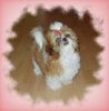 Shih Tzu Foto: Unser Shih-Tzu Peppermint-Patty (ID 4505) Shih Tzu Hund