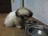 Shih Tzu Foto: ich bin beim essen (ID 26665) Shih Tzu Hund