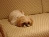 Shih Tzu Foto: Hallo ich bin Bonnie aus Nürnberg (ID 35603) Shih Tzu Hund