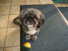 Shih Tzu Hund