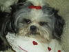 Shih Tzu Foto: my baby JOY (ID 33302) Shih Tzu Hund