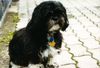 Shih Tzu Foto: Gizmo (ID 13430) Shih Tzu Hund