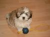 Shih Tzu Foto: Thangka unser kleines Mädchen (ID 11409) Shih Tzu Hund