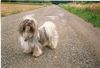 Shih Tzu Foto: Jimmi 5 Jahre al t (ID 33031) Shih Tzu Hund