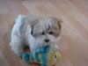 Shih Tzu Foto: Ich habe Memo gefunden !!!!! (ID 11506) Shih Tzu Hund