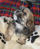 Shih Tzu Foto: Percy - Shih Tzu - Lhasa Apso Mix (ID 32420) Shih Tzu Hund