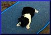 Shih Tzu Foto: Unser Spatz im grünen Gras! (ID 21914) Shih Tzu Hund