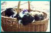 Shih Tzu Foto: Kuck kuck (ID 21952) Shih Tzu Hund