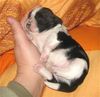 Shih Tzu Foto: Balu, wenige Tage alt (ID 29458) Shih Tzu Hund