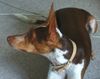 Shih Tzu Foto: Bolero 1 Jahr alter Podenco aus Mallorca (ID 13424) Shih Tzu Hund