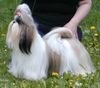 Shih Tzu Foto: White Magic Bubble Gum (ID 1001) Shih Tzu Hund