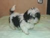 Shih Tzu Foto: Das ist die kleine Chiara. Noch jung und frisch. (ID 29528) Shih Tzu Hund