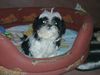 Shih Tzu Foto: Chiara im Körbchen (ID 29708) Shih Tzu Hund
